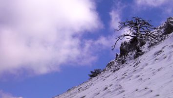 El árbol seco