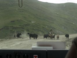 Ganado atravesando la carretera