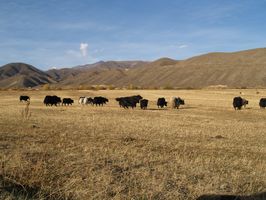 Yaks en libertad