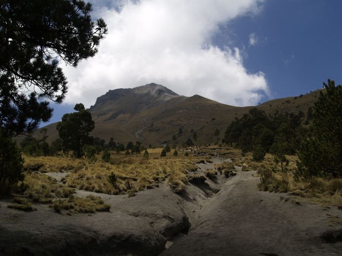 Cerca del final del bosque, a 3.800 m de altura