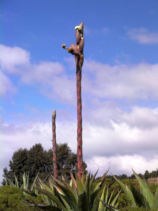 Maguey con un largo tallo y florecido